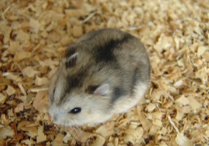 小毛足鼠飼養