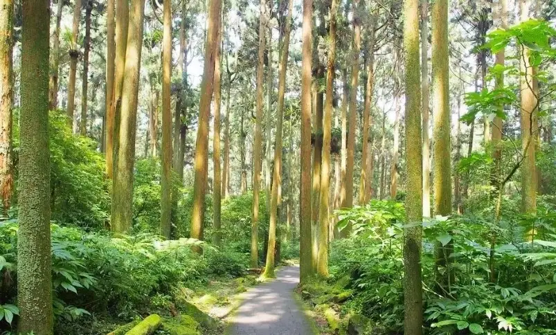 南投自駕一日遊 南投自駕一日遊