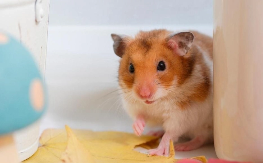 小毛足鼠飼養