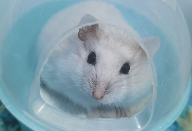 銀狐鼠體型