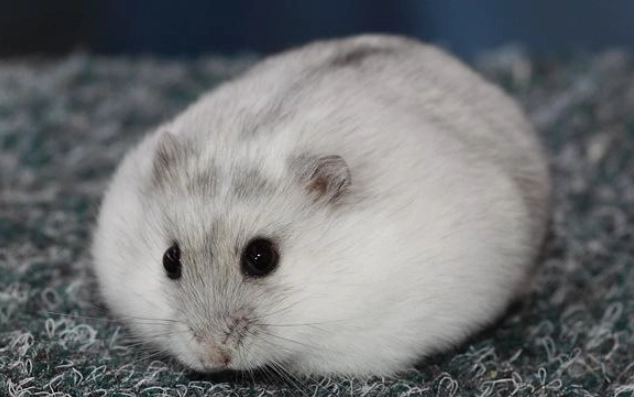 銀狐鼠介紹:從外觀、飼養到健康照護的完整指南 銀狐鼠介紹:從外觀、飼養到健康照護的完整指南