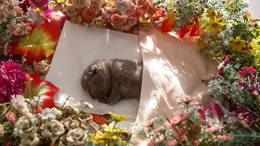 動物安寧照顧師收入 動物安寧照顧師收入