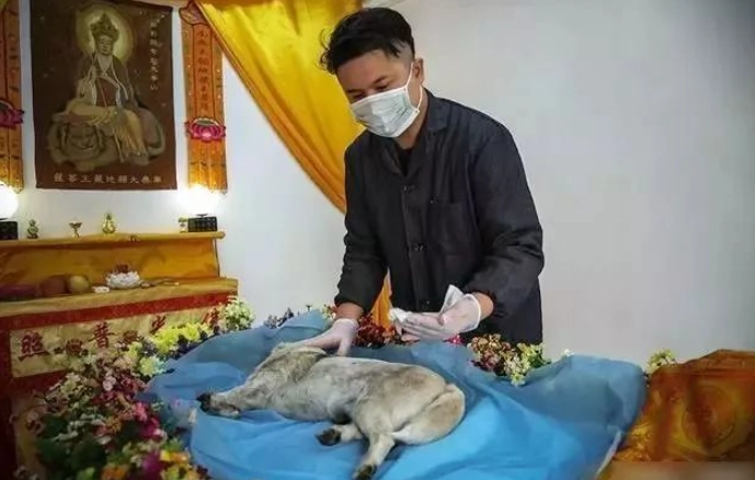 寵物殯葬證照課程