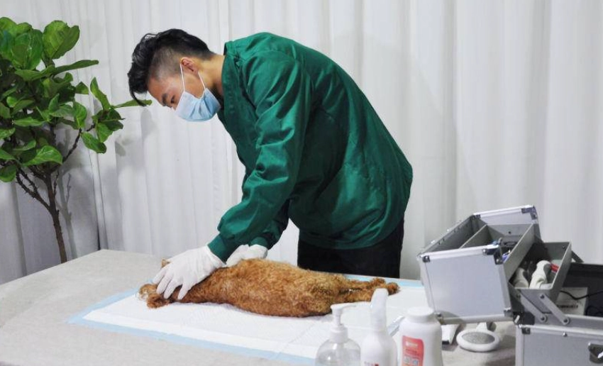 寵物喪葬服務 寵物喪葬服務