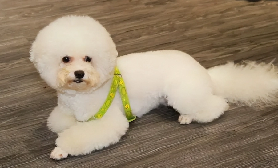 比熊犬標準體重 比熊犬標準體重