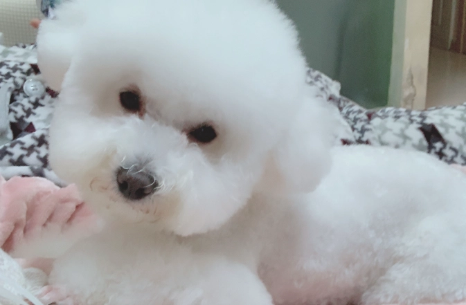 比熊幼犬健康