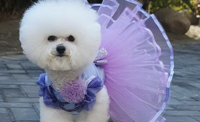 比熊犬飼養 比熊犬飼養