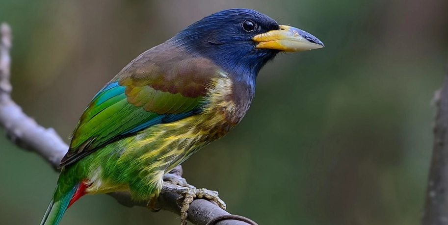 養鳥教學 養鳥教學