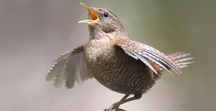 鳥類睡眠行為 鳥類睡眠行為