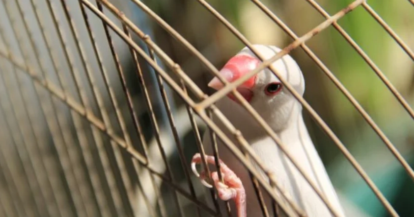 白文鳥習性 白文鳥習性