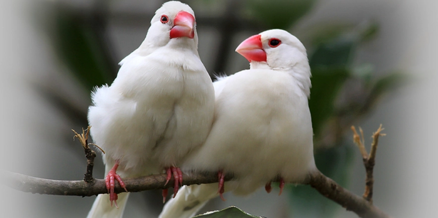 白文鳥習性 白文鳥習性