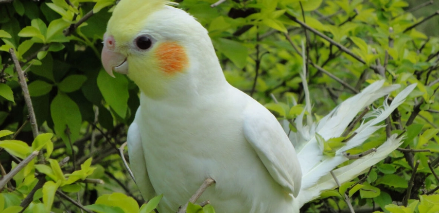 玄鳳鹦鹉訓練 玄鳳鹦鹉訓練