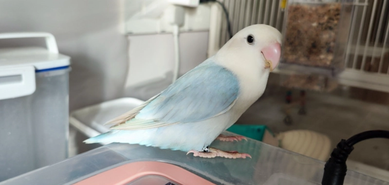 台灣鸚鵡品種