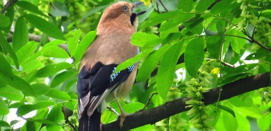 鳥突然死亡原因 鳥突然死亡原因