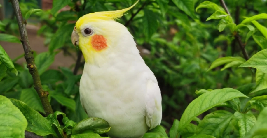 玄鳳互動技巧 玄鳳互動技巧