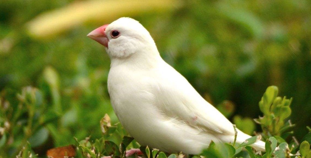 文鳥顏色種類 文鳥顏色種類