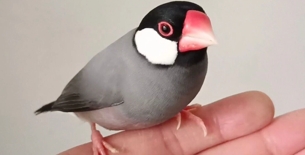 文鳥挑選顏色 文鳥挑選顏色