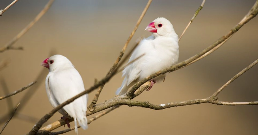 白文鳥野生觀察全攻略:台灣最佳地點與實用技巧 白文鳥野生觀察全攻略:台灣最佳地點與實用技巧