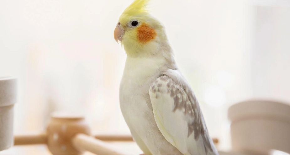 玄鳳鸚鵡訓練