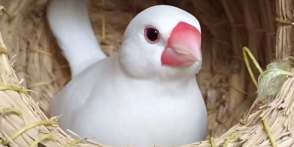 文鳥挑選顏色 文鳥挑選顏色