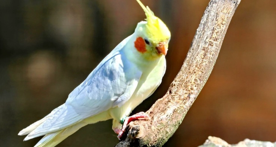 玄鳳認主人