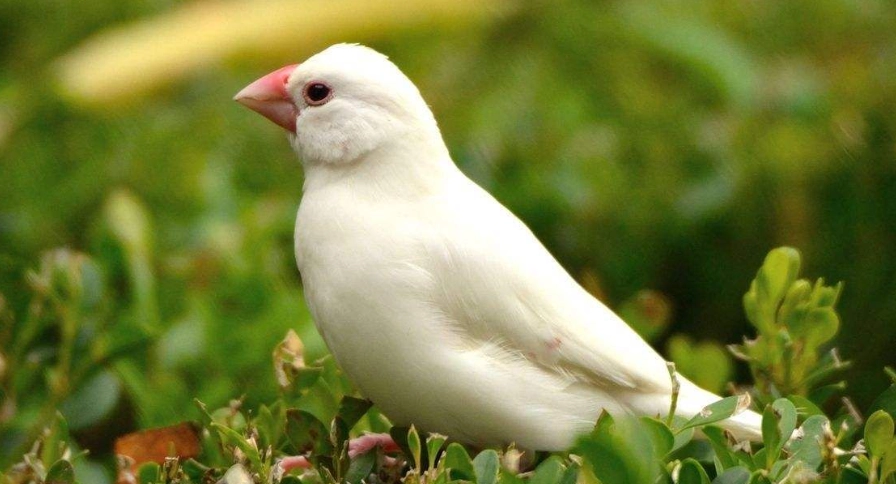 台灣白文鳥觀察地點 台灣白文鳥觀察地點