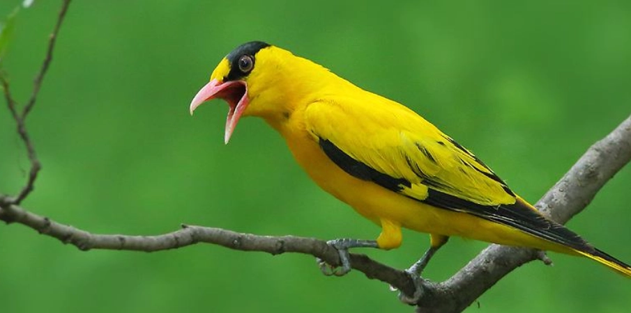 鳥叫聲識別 鳥叫聲識別