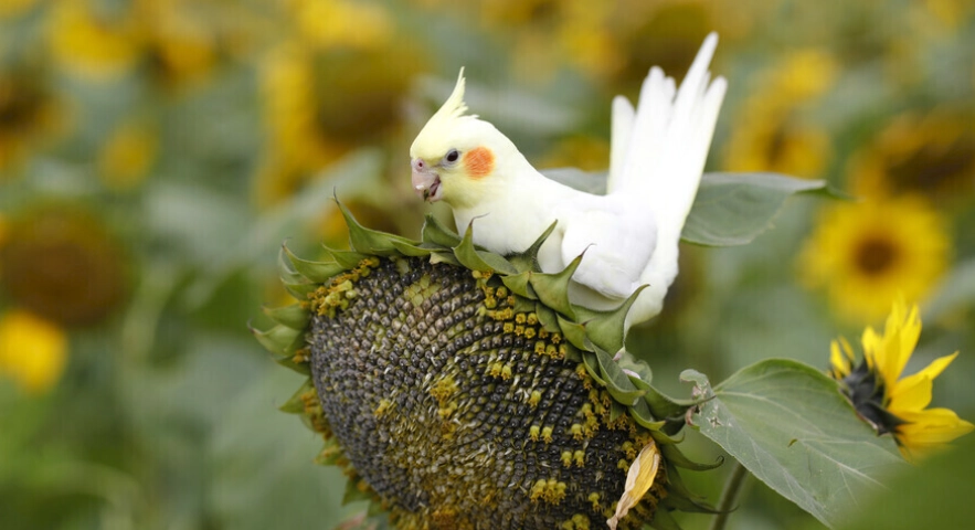玄鳳鸚鵡訓練