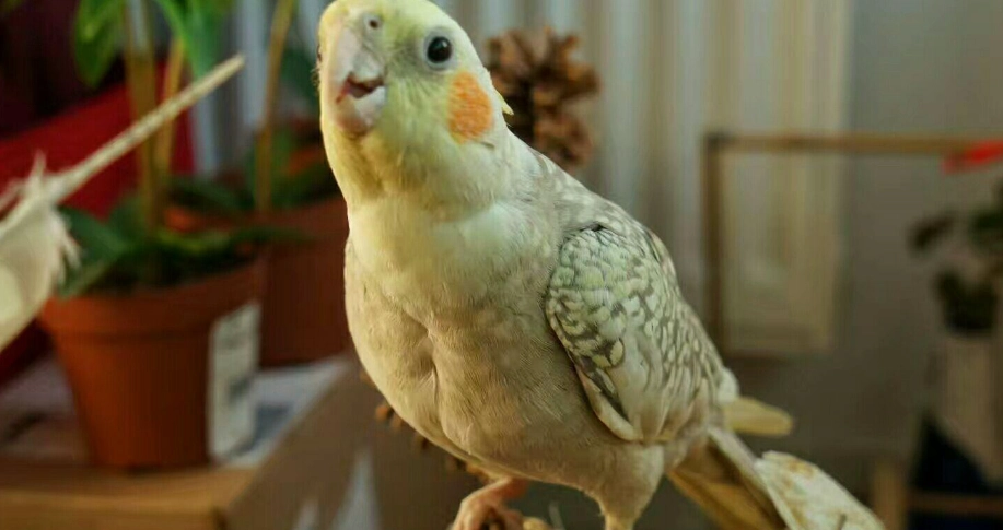 玄鳳鹦鹉訓練 玄鳳鹦鹉訓練