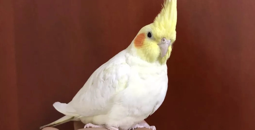 玄鳳鸚鵡訓練