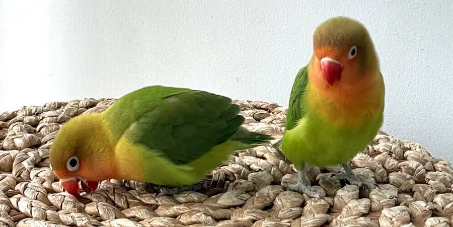 鸚鵡飼養