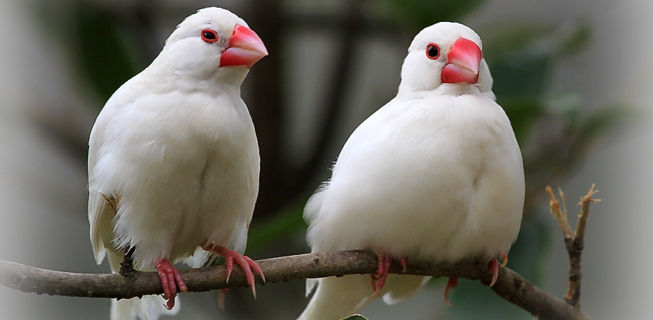 台灣白文鳥觀察地點 台灣白文鳥觀察地點