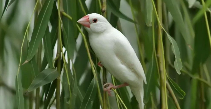 白文鳥習性 白文鳥習性
