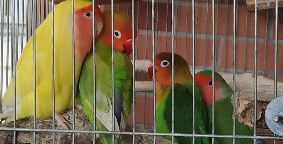牡丹鸚鵡飼養 牡丹鸚鵡飼養