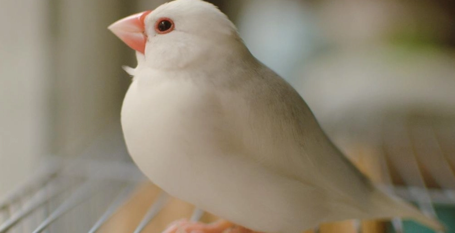 文鳥顏色全解析:從純白到稀有色系的挑選與照顧指南 文鳥顏色全解析:從純白到稀有色系的挑選與照顧指南
