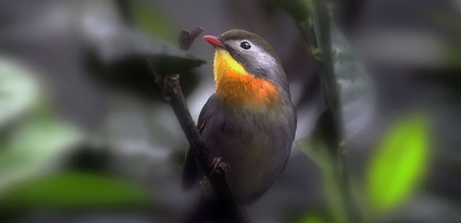 鳥類睡眠時間
