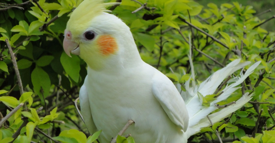 玄鳳健康姿勢 玄鳳健康姿勢