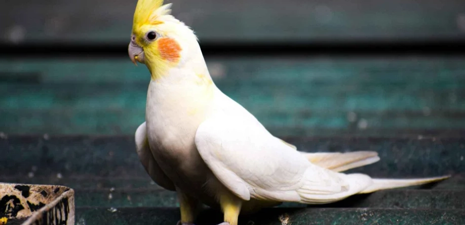 玄鳳睡眠姿勢 玄鳳睡眠姿勢