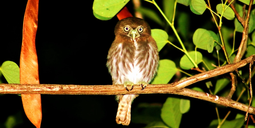 鳥類夜間活動
