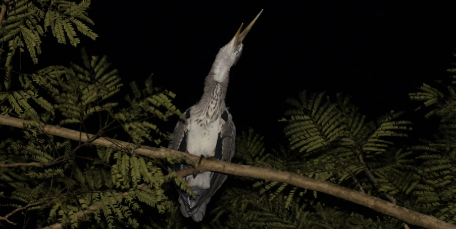 台灣夜間觀鳥全攻略:鳥夜驚體驗、地點與技巧 台灣夜間觀鳥全攻略:鳥夜驚體驗、地點與技巧