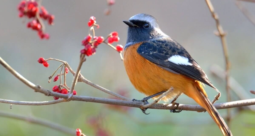 鳥類睡眠時間