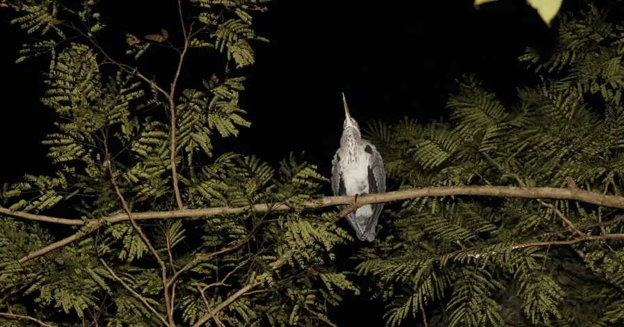 夜間觀鳥