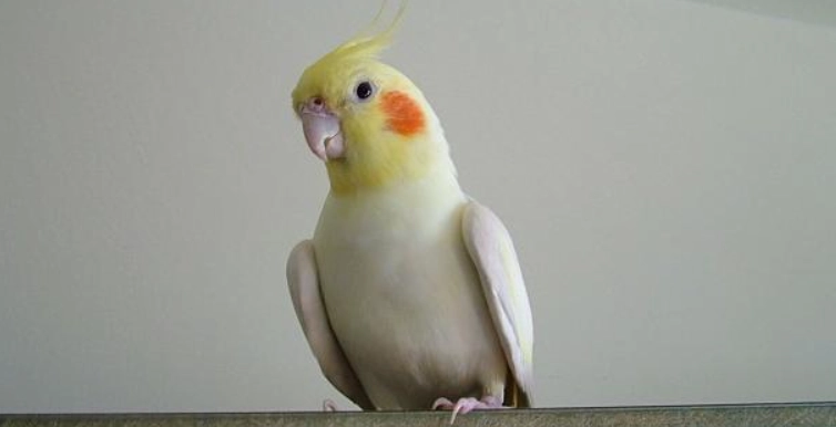 玄鳳健康姿勢 玄鳳健康姿勢