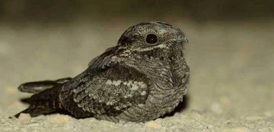鳥類夜間活動