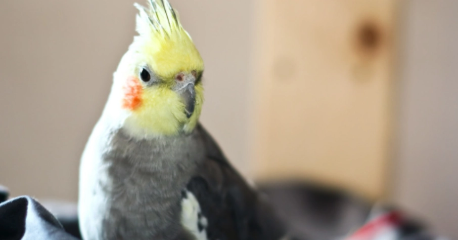 玄鳳睡眠姿勢 玄鳳睡眠姿勢
