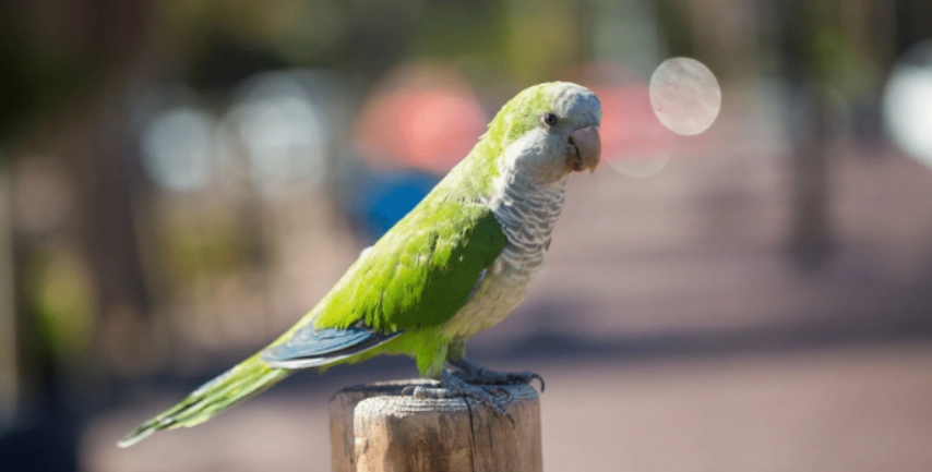 寵物鳥 睡覺 觀察 寵物鳥 睡覺 觀察