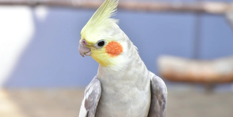玄鳳健康姿勢 玄鳳健康姿勢