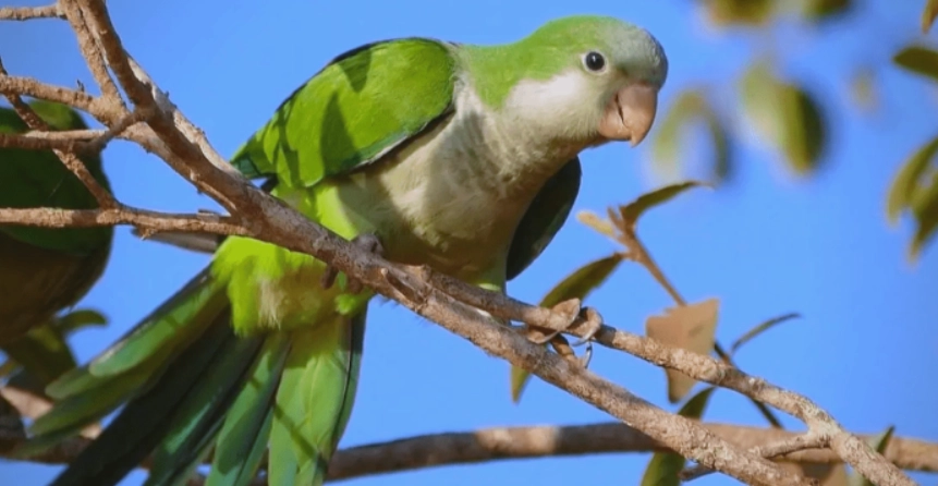 寵物鳥 睡覺 觀察 寵物鳥 睡覺 觀察