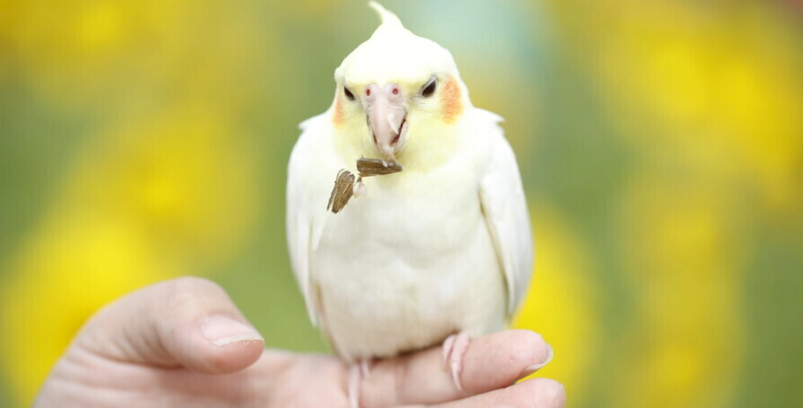 玄鳳鸚鵡叫聲意思全解析：十年飼主教你聽懂鳥寶語言