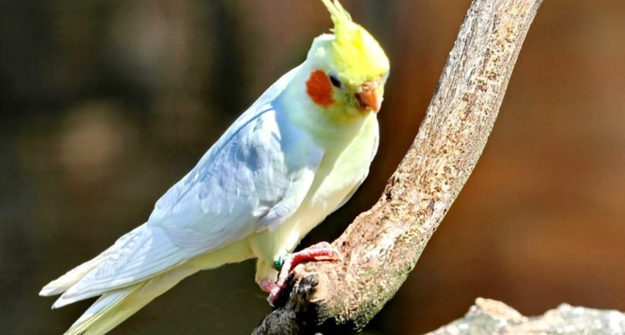 玄鳳鸚鵡好養嗎?十年飼養經驗的優缺點全解析與實用指南 玄鳳鸚鵡好養嗎?十年飼養經驗的優缺點全解析與實用指南